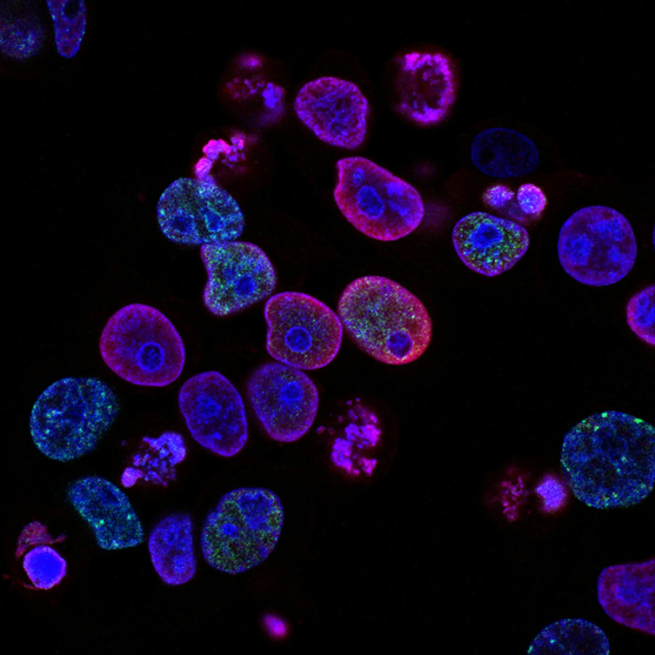Top 25 Spotlight – ImageCyte